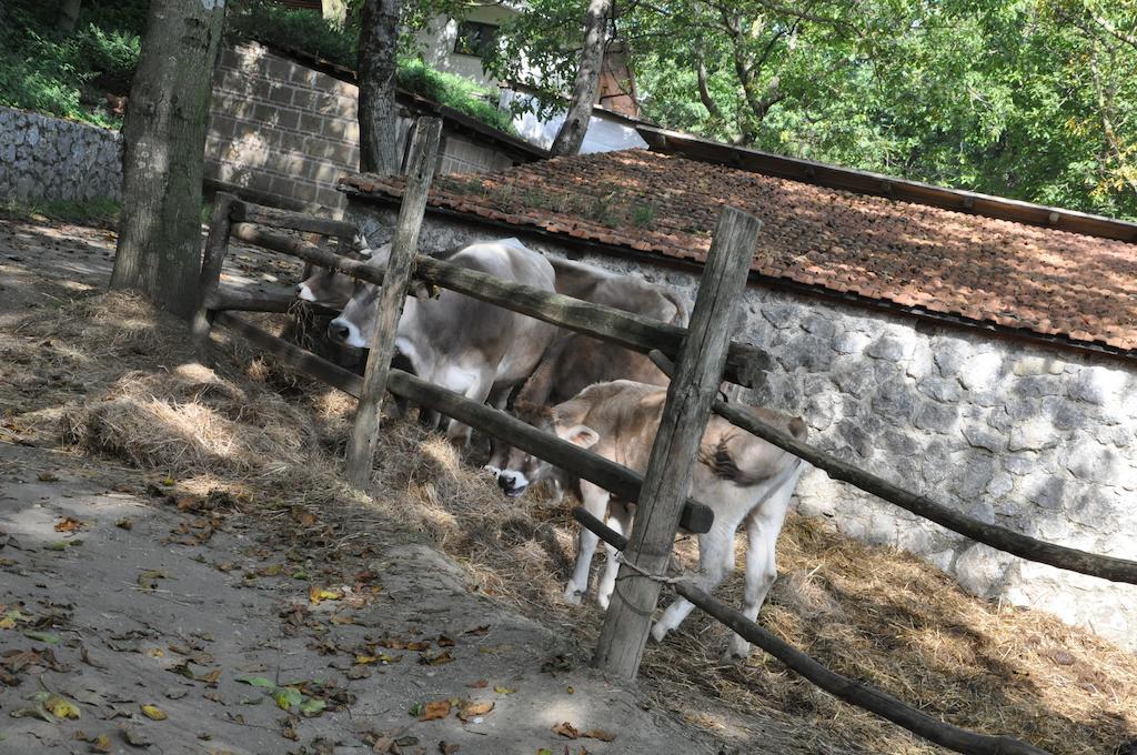 Agriturismo Ricciardelli Villa Contrada  Bagian luar foto
