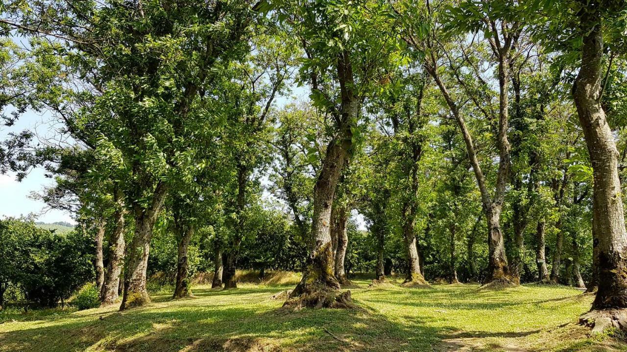 Agriturismo Ricciardelli Villa Contrada  Bagian luar foto