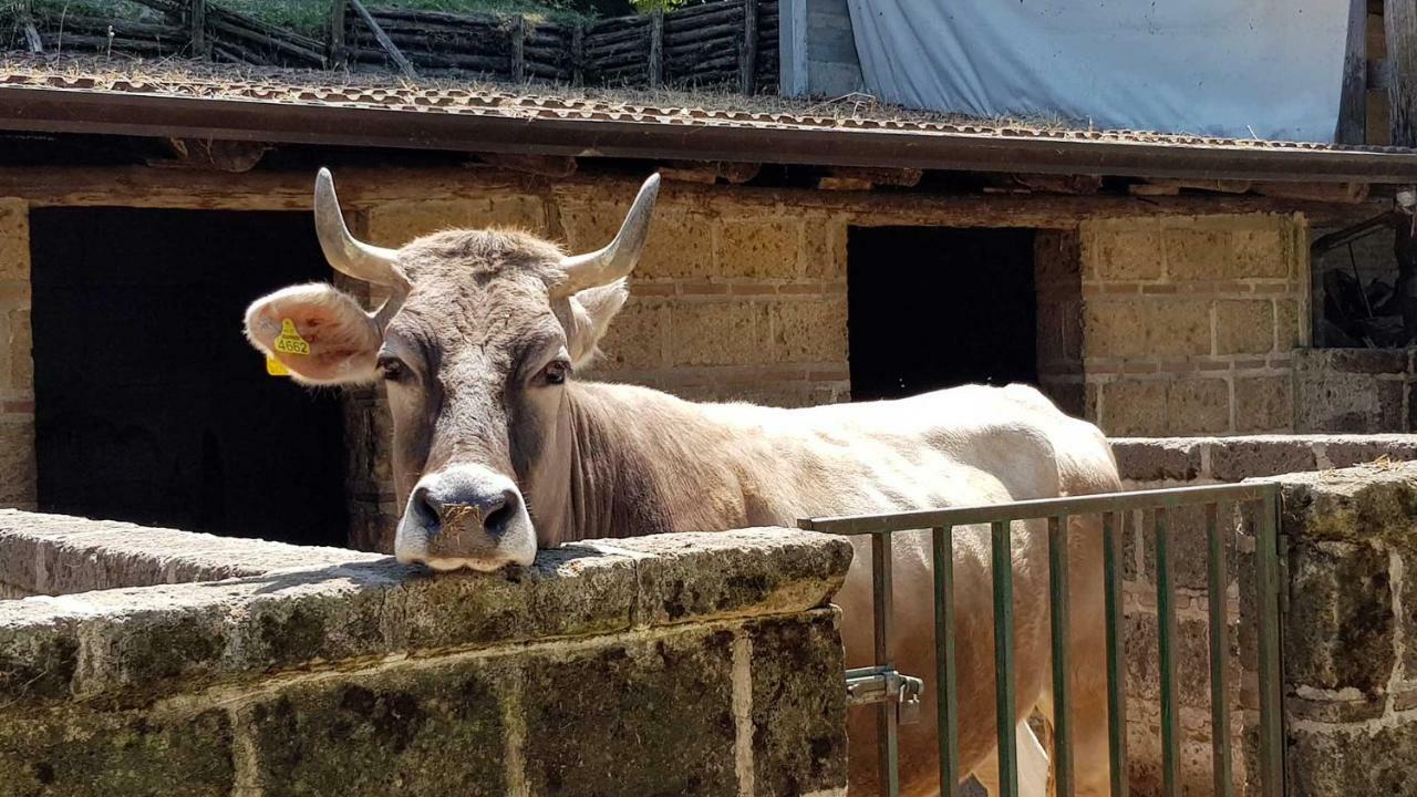 Agriturismo Ricciardelli Villa Contrada  Bagian luar foto