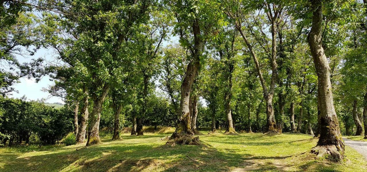 Agriturismo Ricciardelli Villa Contrada  Bagian luar foto